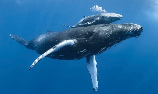 So many whales and their calves swimming past us these past few weeks, with 1 more month of their migration south to go. Let’s hope no more get caught in the shark nets. The locals are on alert for this! Photo courtesy of World Wildlife Fund. #sanctuarybeachresortcurrumbin #currumbin #whalewatching